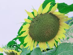 -北京东方普罗旺斯薰衣草庄园