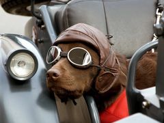 -蜀香居鲜毛肚火锅