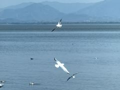 -深圳湾公园(南山区)