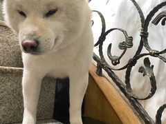 -喜柴咖啡·柴犬狗咖