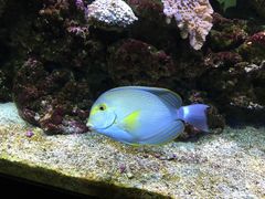 -御唐府海珊瑚主题餐厅