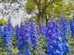-上海滨江森林公园