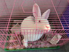 -岳合轩老北京涮肉