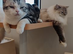 -有喵·猫咖·狗咖·40+猫狗有小奶狗(岗厦店)