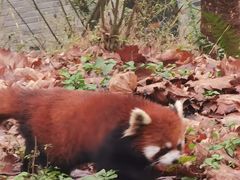 -都江堰中华大熊猫苑