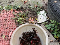 -同銮特种养殖场·龙虾垂钓