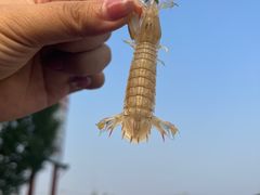 -红星码头