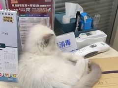 -芭比堂宠物医院·全科爱猫医院·仁德分院