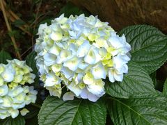 -深圳仙湖植物园
