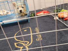 -翊宠yipet猫狗购宠庄园犬舍•猫舍