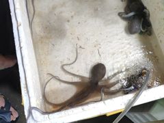 -都斛海鲜街