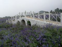 -北京东方普罗旺斯薰衣草庄园