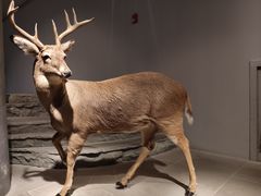 -上海自然博物馆