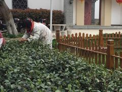 2018新采摘中～-龙湖东院农庄(乡间小路店)