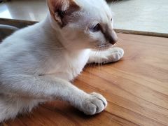 -Cappucimeow猫咪咖啡馆(韦伯时代店)