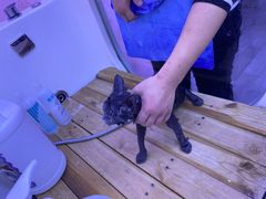 -喵百万·布偶·蓝金金渐层英短·猫舍(百子湾店)