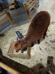 点击看大图 -Zoolung Zoolung动物主题公园(海信广场店)