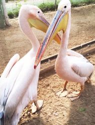 -萌宠亲子动物乐园(槐房万达店)