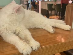-猫小院猫主题餐厅(三里屯店)