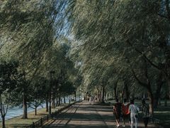 -柳浪闻莺公园