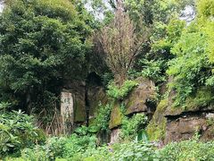 -深圳仙湖植物园