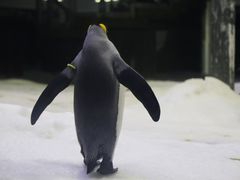 -悉尼海洋生物水族馆