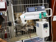 -美联众合动物医院·24h转诊中心