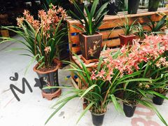 -龙大花卉苗木市场