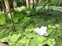 -四季酒店下午茶
