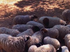 -石家庄市动物园