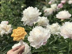 -清真·白记年糕(牛街北口店)