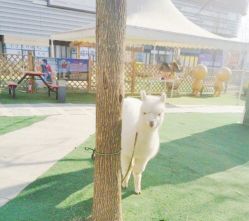 -萌宠亲子动物乐园(槐房万达店)