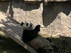 -上海野生动物园
