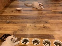 -袖虎·猫馆(体育西路店)