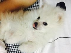 -芭比堂动物医院·犬猫全科·异宠专科(雁塔分院)