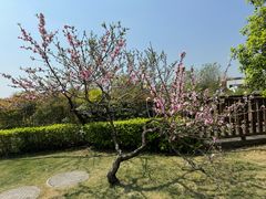 -空港花田景区