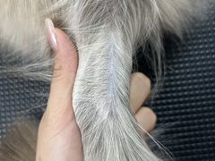 -唐小姐の私宠·宠物洗护美容·撸猫馆·购宠(周浦万达旗舰店)