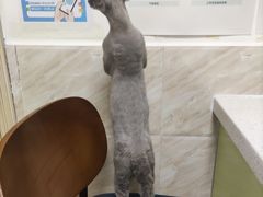 -阿荣24H宠物医院·综合型转诊中心·CT·核磁影像中心
