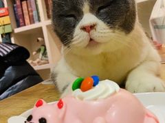 -猫小院猫主题餐厅(南锣旗舰店)