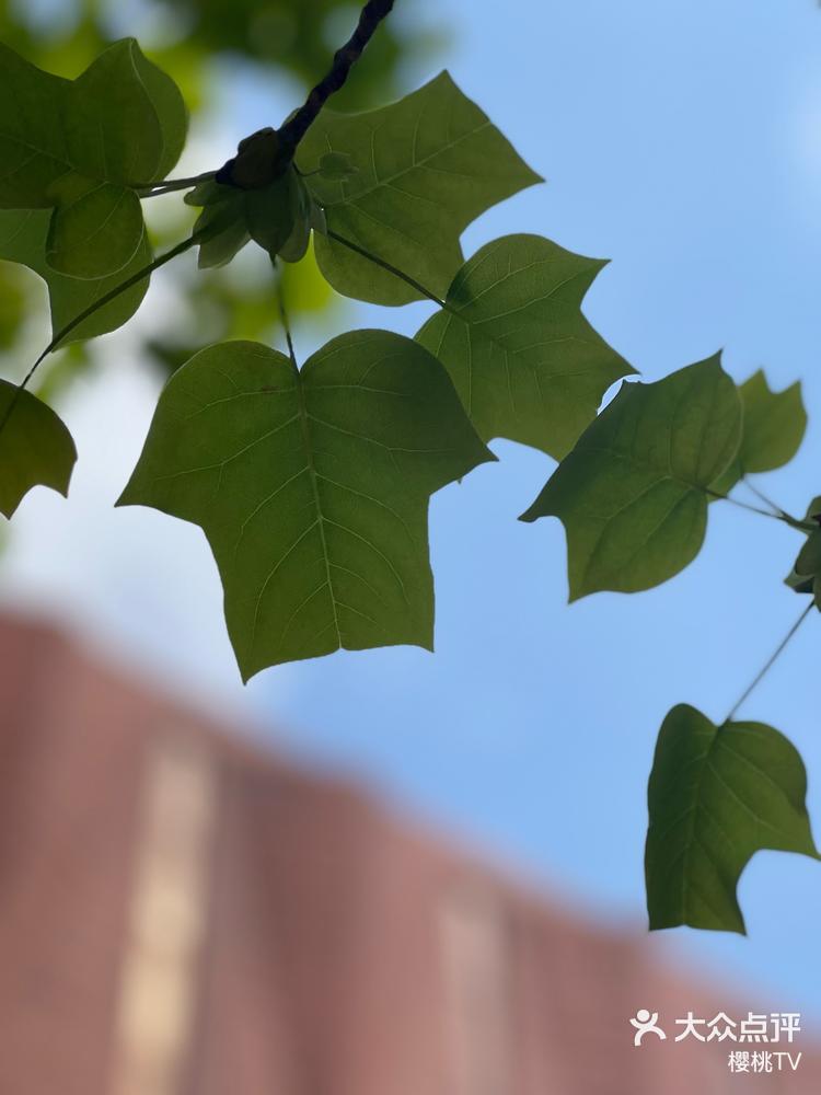 捕捉身边的花草 #遇见春天 清华校园里的叶子像t恤 清华大学 海登区
