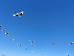 -黑龙江扎龙生态旅游区
