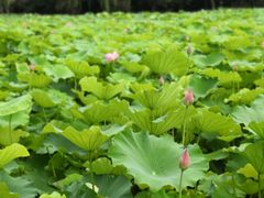 -高子水居