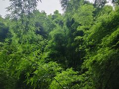 -芦沟竹海