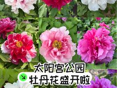 -太阳宫公园