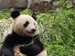 -都江堰中华大熊猫苑
