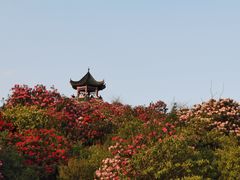-贵州百里杜鹃风景名胜区