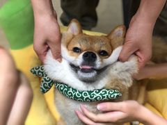 -逗柴咖啡屋·狗咖猫咖宠物桌游