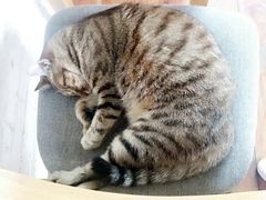 -猫的天空之城概念书店(苏州平江店)