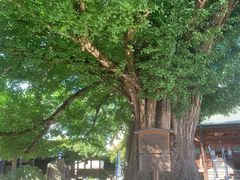 -医王山·飞騨国分寺