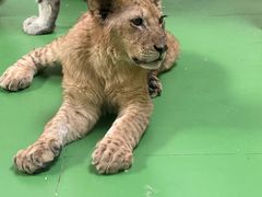 -北京野生动物园